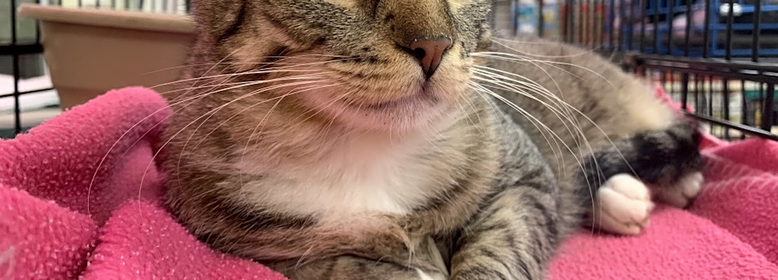 7 cute kitties to adopt now in Sacramento
