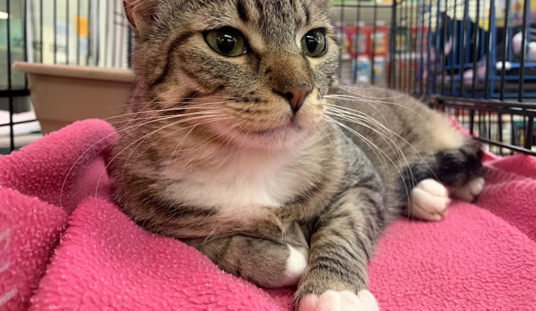 7 cute kitties to adopt now in Sacramento