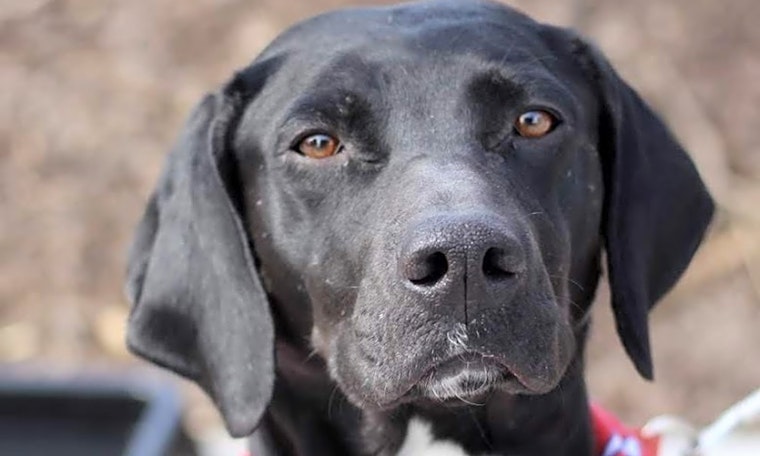 Want to adopt a pet? Here are 5 cuddly canines to adopt now in Atlanta