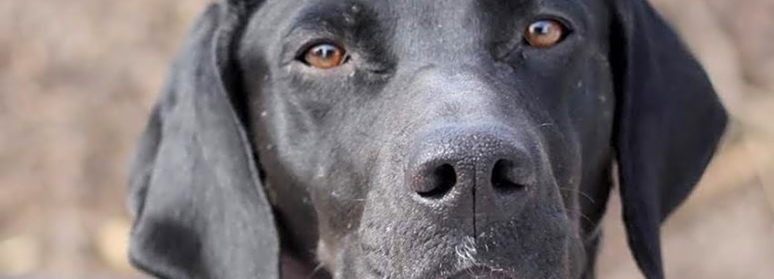 Want to adopt a pet? Here are 5 cuddly canines to adopt now in Atlanta