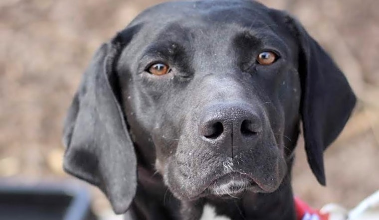Want to adopt a pet? Here are 5 cuddly canines to adopt now in Atlanta