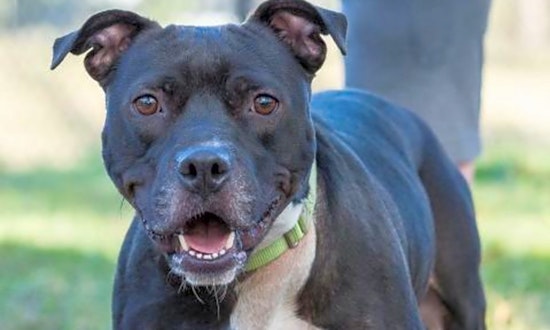 These Jacksonville-based pups are up for adoption and in need of a good home