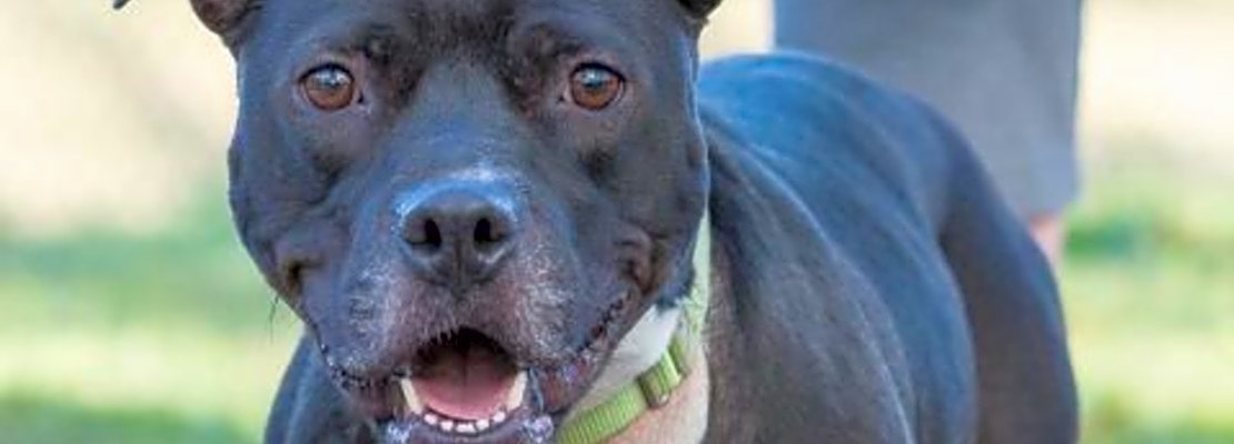 These Jacksonville-based pups are up for adoption and in need of a good home