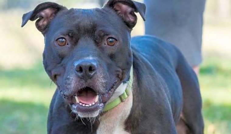 These Jacksonville-based pups are up for adoption and in need of a good home