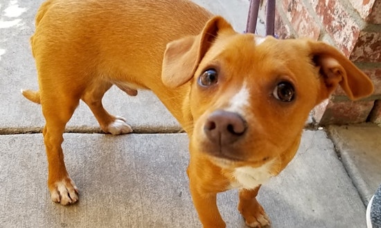 These Stockton-based pups are up for adoption and in need of a good home