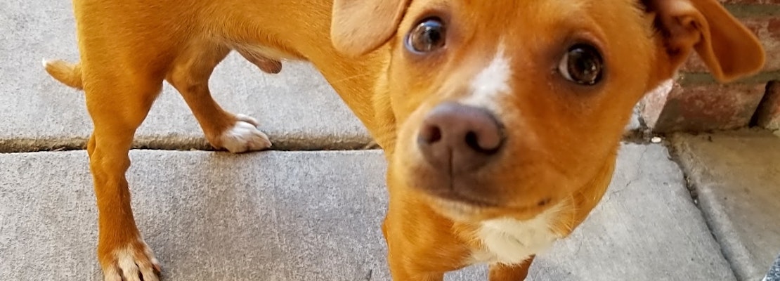 These Stockton-based pups are up for adoption and in need of a good home