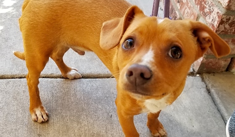 These Stockton-based pups are up for adoption and in need of a good home