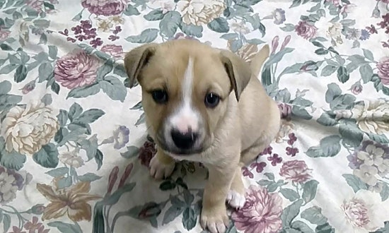 4 cuddly canines to adopt now in Orlando