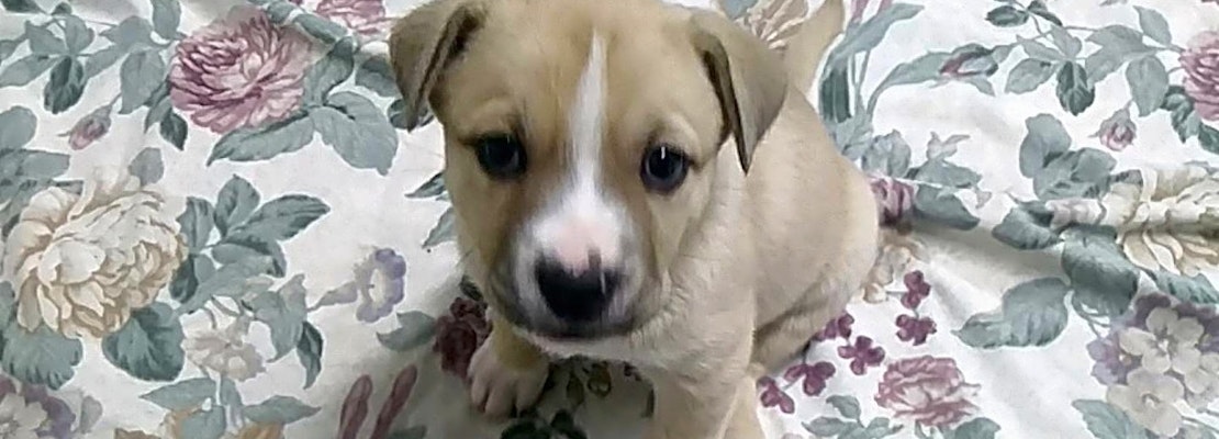 4 cuddly canines to adopt now in Orlando