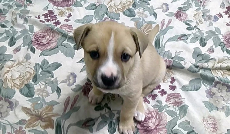 4 cuddly canines to adopt now in Orlando