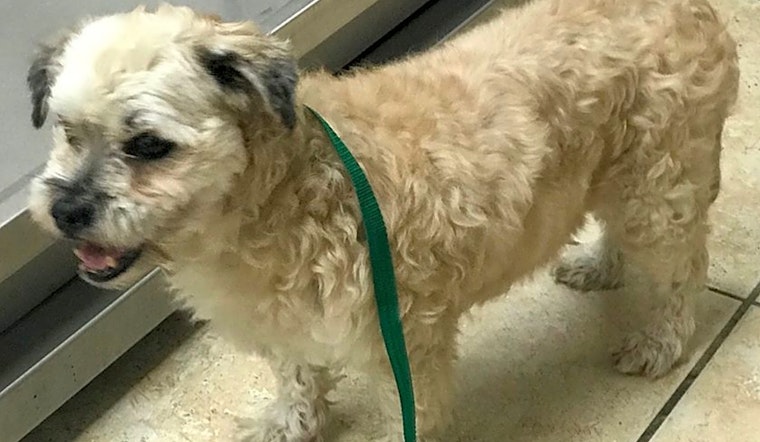 6 delightful doggies to adopt now in Miami