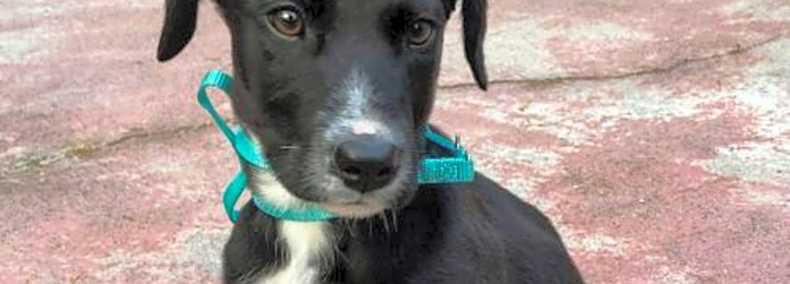 5 cuddly canines to adopt now in Tampa