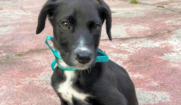 5 cuddly canines to adopt now in Tampa