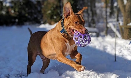 6 delightful doggies to adopt now in Indianapolis