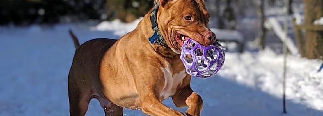 6 delightful doggies to adopt now in Indianapolis