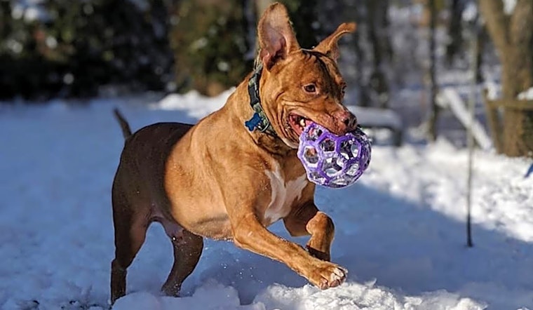 6 delightful doggies to adopt now in Indianapolis