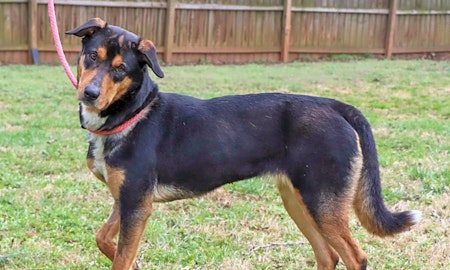 7 lovable pups to adopt now in Nashville