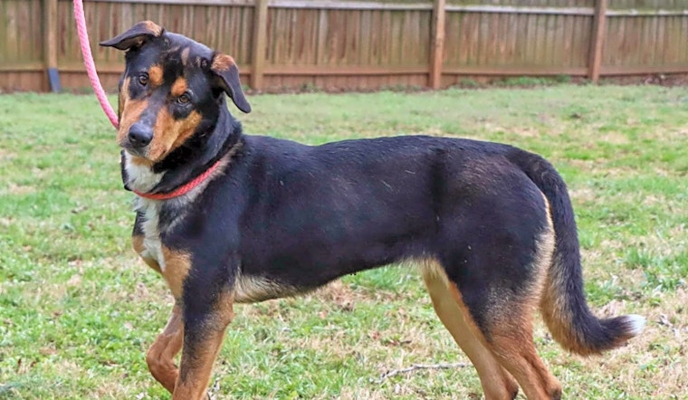 7 lovable pups to adopt now in Nashville