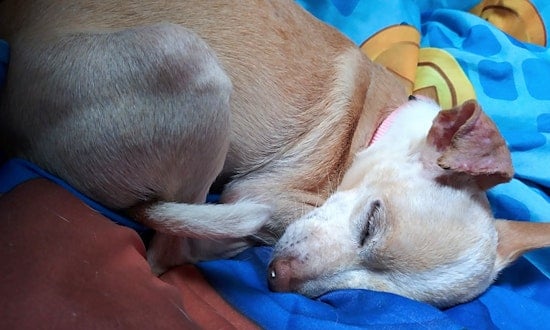 6 lovable pups to adopt now in Minneapolis