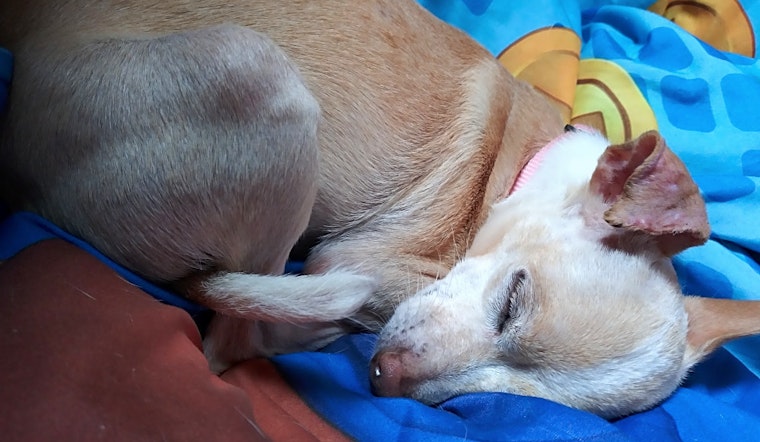 6 lovable pups to adopt now in Minneapolis
