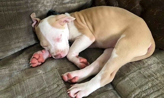 Want to adopt a pet? Here are 3 cuddly canines to adopt now in Saint Paul