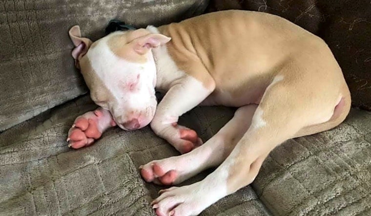 Want to adopt a pet? Here are 3 cuddly canines to adopt now in Saint Paul