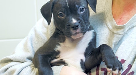 4 precious puppies to adopt now in Chicago