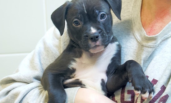 4 precious puppies to adopt now in Chicago