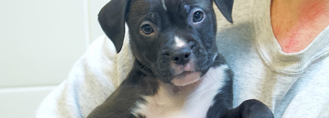 4 precious puppies to adopt now in Chicago
