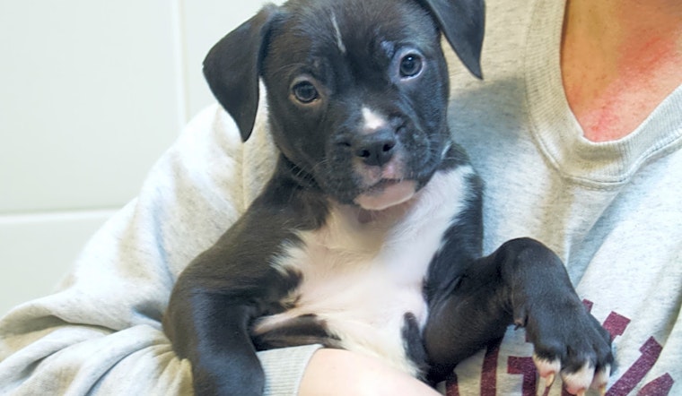 4 precious puppies to adopt now in Chicago