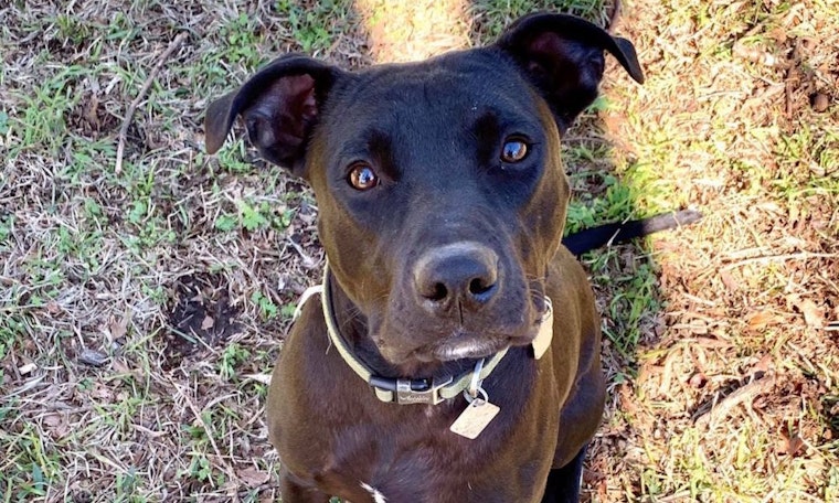 Always wanted a pet? Here are 6 snuggly canines ready to adopt now in Dallas