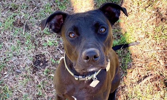 Always wanted a pet? Here are 6 snuggly canines ready to adopt now in Dallas