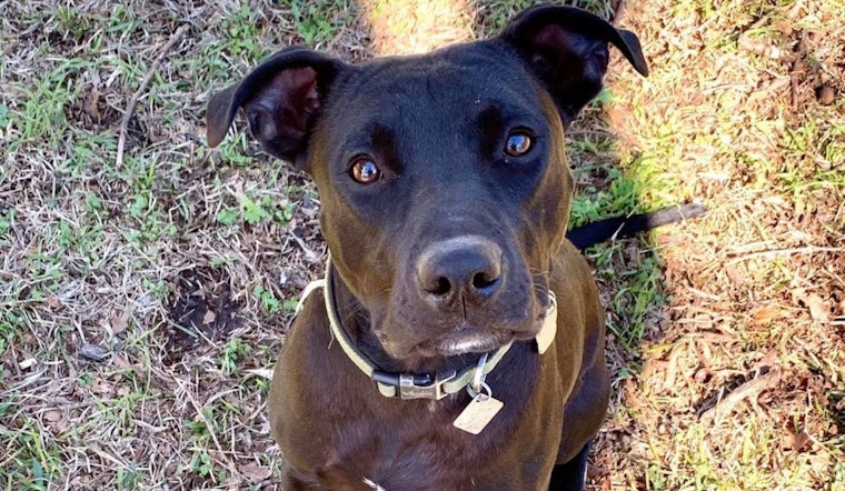 Always wanted a pet? Here are 6 snuggly canines ready to adopt now in Dallas