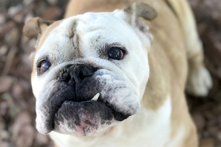 5 cuddly canines to adopt in Santa Ana