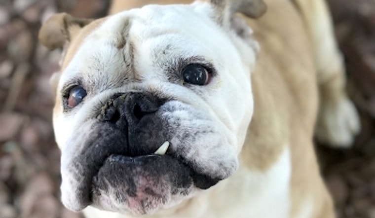 5 cuddly canines to adopt in Santa Ana