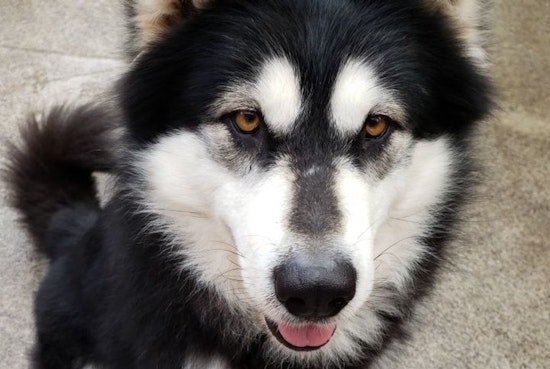 Want to adopt a pet? Here are 7 delightful doggies to adopt now in Portland