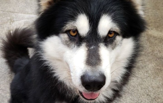 Want to adopt a pet? Here are 7 delightful doggies to adopt now in Portland