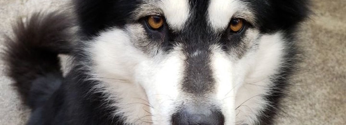 Want to adopt a pet? Here are 7 delightful doggies to adopt now in Portland