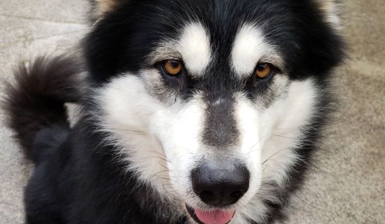 Want to adopt a pet? Here are 7 delightful doggies to adopt now in Portland