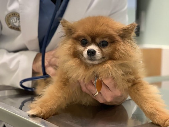 Pet owners face new hurdles as shelter-in-place impacts Bay Area veterinarians