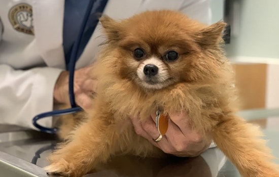Pet owners face new hurdles as shelter-in-place impacts Bay Area veterinarians