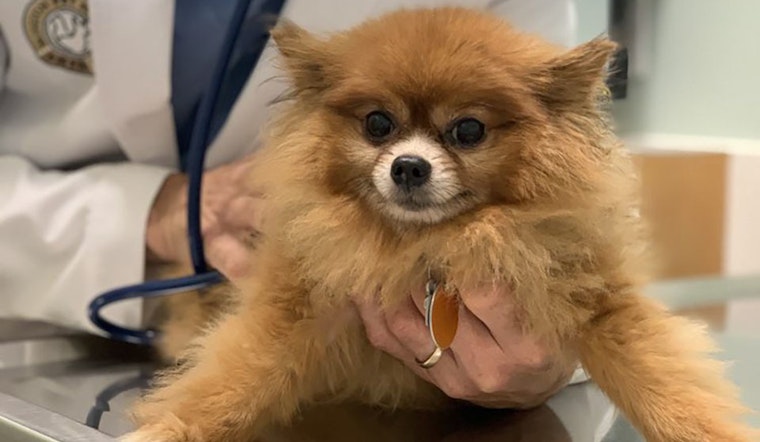 Pet owners face new hurdles as shelter-in-place impacts Bay Area veterinarians
