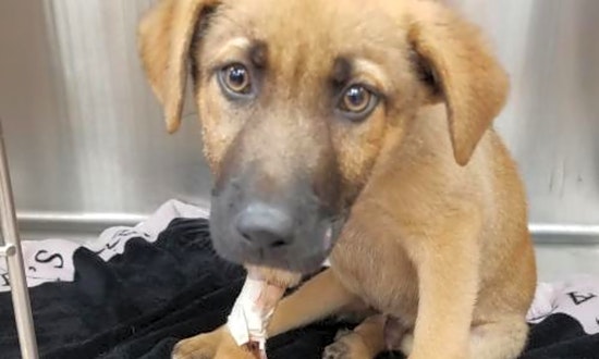 These New York City-based puppies are up for adoption and in need of a good home