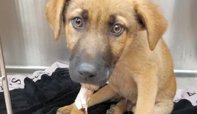 These New York City-based puppies are up for adoption and in need of a good home