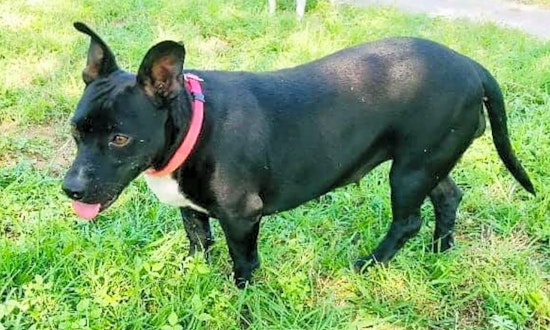 Looking to adopt a pet? Here are 5 delightful doggies to adopt now in Boston