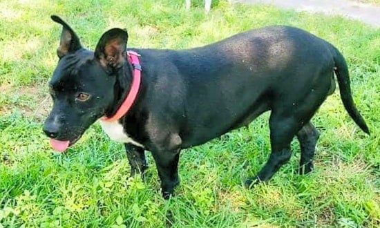 Looking to adopt a pet? Here are 5 delightful doggies to adopt now in Boston