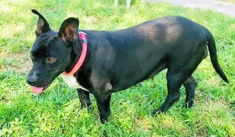 Looking to adopt a pet? Here are 5 delightful doggies to adopt now in Boston