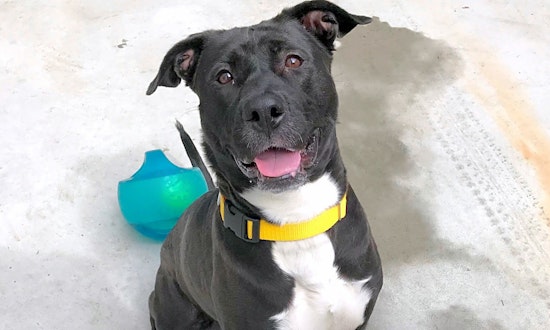 These Philadelphia-based dogs are up for adoption and in need of a good home