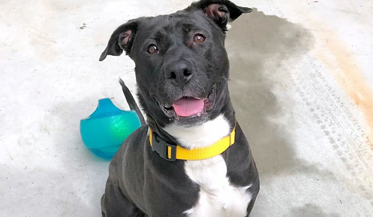 These Philadelphia-based dogs are up for adoption and in need of a good home