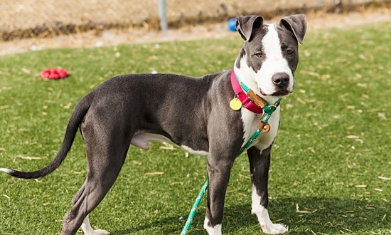 7 cuddly canines to adopt now in Cleveland